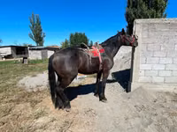 Kuda jantan, Karabair horse — foto 4