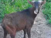 Kambing betina, Irish goat — foto 1