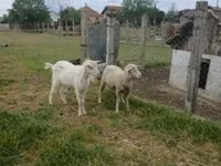 Bélier, Merino sheep — photo 3
