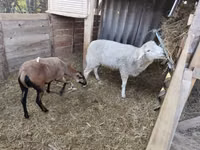 Widder, Cameroon sheep — Foto 4