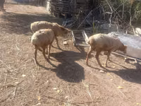 Oveja, Tian-Shan semifinewool sheep — foto 2