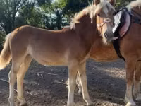 雌馬, Haflinger — 写真 1