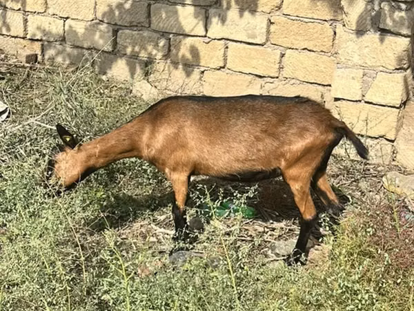 Коза, Альпийская коза