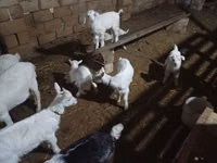 Cabra, Saanen goat — foto 6