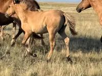 Cheval, Bashkir horse — photo 7