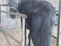 Yegua, Caballos — foto 2