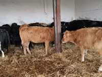 母牛, Cattle — 照片 5
