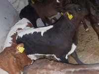 Banteng, Cattle — foto 1