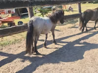 Kuda betina, Shetland Pony — foto 3