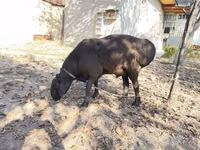 雄羊, Hissar sheep — 写真 2