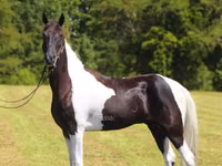 Caballo, Tennessee Walking Horse — foto 6