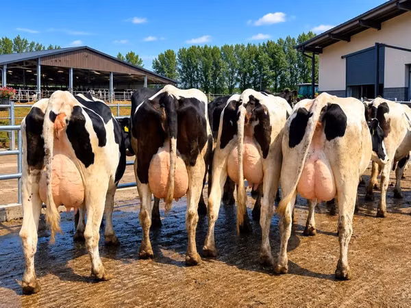 Vache, Race Holstein