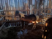 فرس, Yakutian horse — الصورة 5