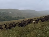 Moutons (lot, sexe non indiqué), Karachay sheep — photo 7