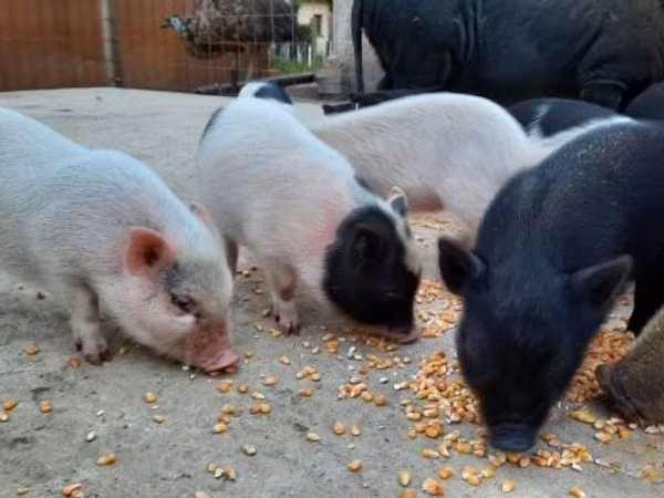 Schweine (Partie, Geschlecht nicht angegeben), 