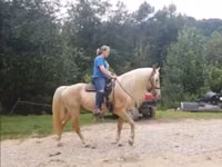 Caballo, Rocky Mountain Horse — foto 6