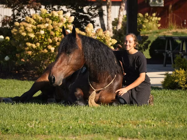 雄馬, Racking Horse