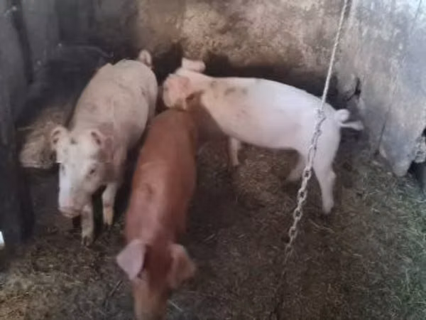 Boar, 