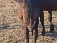 Hengst, Percheron — Foto 4
