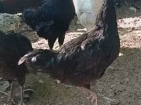 Kosovo Longcrower — photo 5
