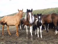 فرس, Horse breed — الصورة 8