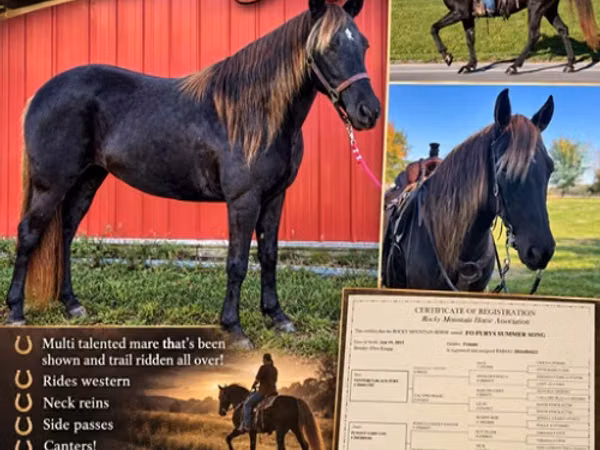 घोड़ी, Rocky Mountain Horse