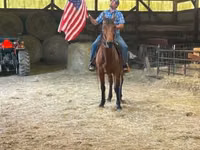 Caballo, Standardbred — foto 4