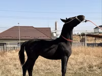 Kuda jantan, Arabian horse — foto 5