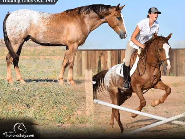 Caballo, Appaloosa