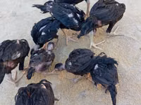 Chickens — Foto 8