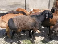 Domba jantan, Sheep — foto 4
