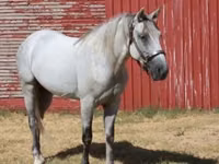 Caballo, Tennessee Walking Horse — foto 5