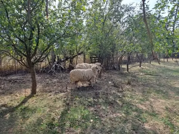 雄羊, Tsigai sheep
