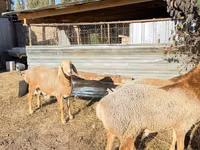 Carnero, Edilbay sheep — foto 3