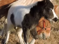فرس, Miniature horse — الصورة 5