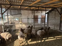 भेड़, Rhon sheep — फ़ोटो 2