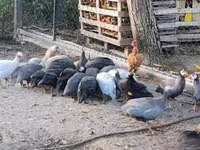 Guinea fowl — 写真 4