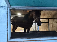 Kuda jantan, Arabian horse — foto 3