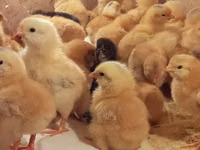 Chickens — الصورة 8