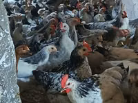 एडलर सिल्वर — फ़ोटो 1
