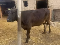 Sapi, Cattle — foto 1