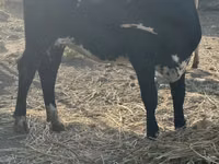 Kuh, Swiss cattle — Foto 7