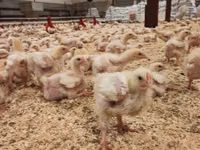 Chickens — الصورة 6