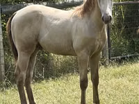 Caballo, Kentucky mountain daddle horse — foto 2