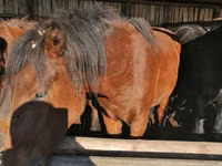 雄馬, Kustanai horse — 写真 4
