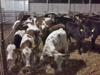 Rinder (Partie, Geschlecht nicht angegeben), Russian Black pied cattle — Foto 2