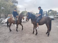 Kuda jantan, Thoroughbred horse — foto 7