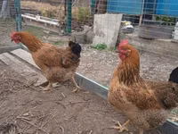 Chickens — 写真 2