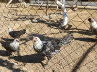 Silverudd Blue — Foto 2