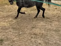 馬（ロット、性別未指定）, Lipizzaner — 写真 1